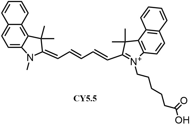 CY5.5jpg.jpg