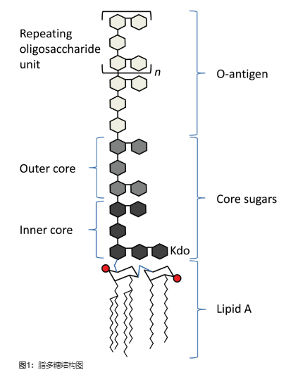 脂多糖结构.png